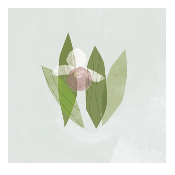 Lady's Slipper 8" x 8" Illustrated Print
