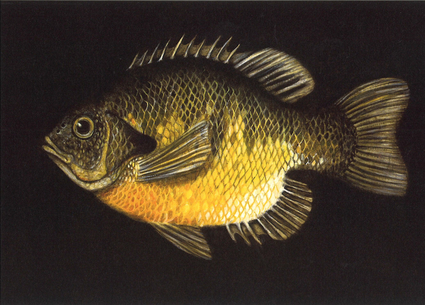 Bluegill I Greeting Card