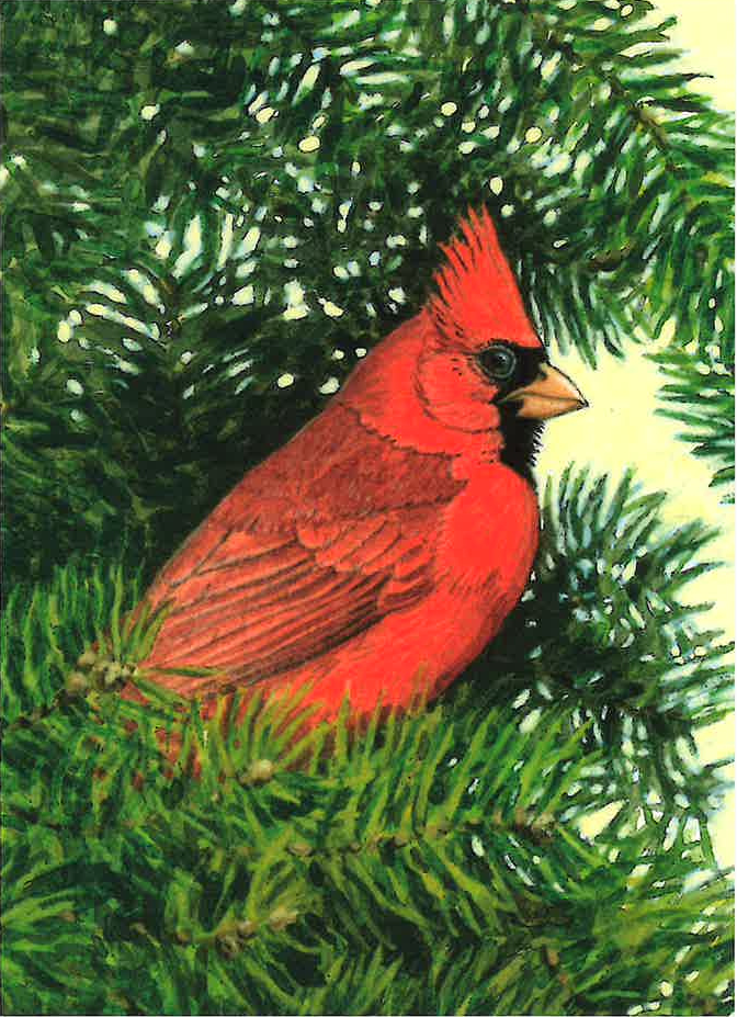 Cardinal in Pine Tree Greeting Card