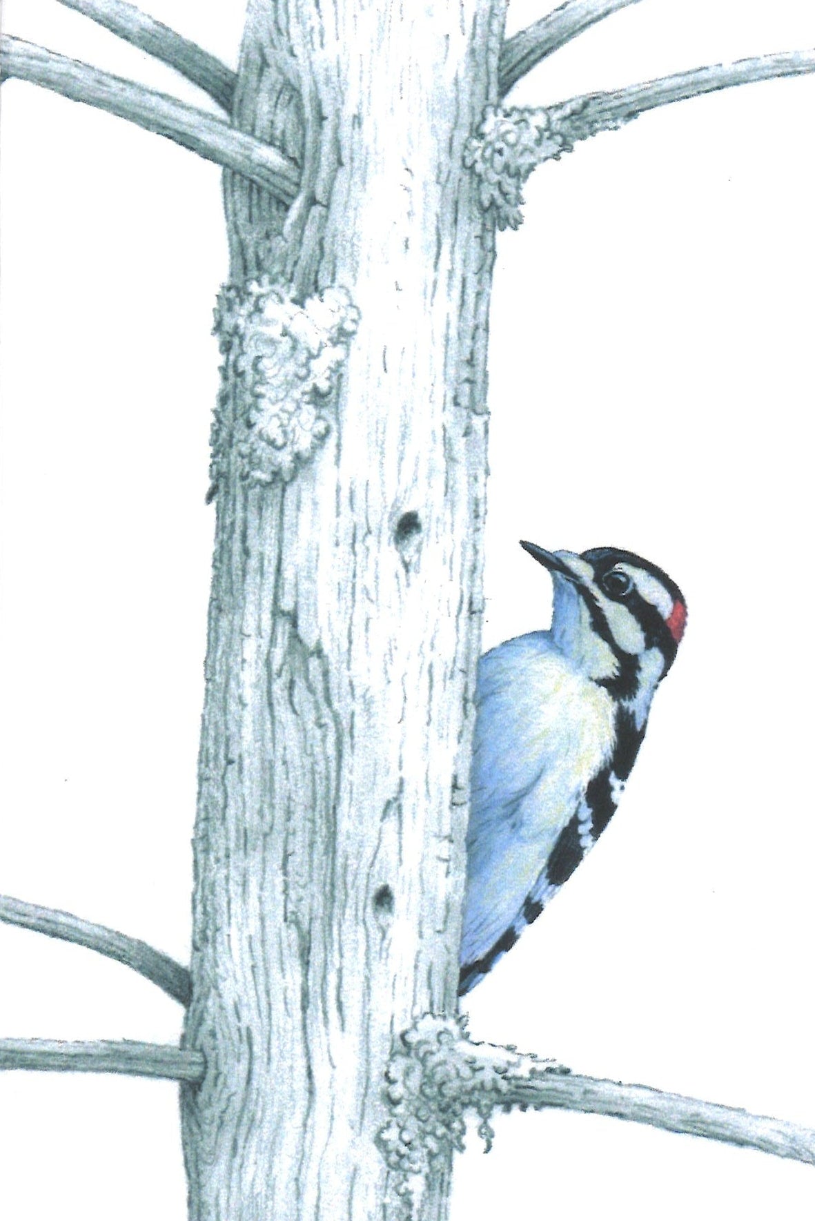 Downy Woodpecker Greeting Card