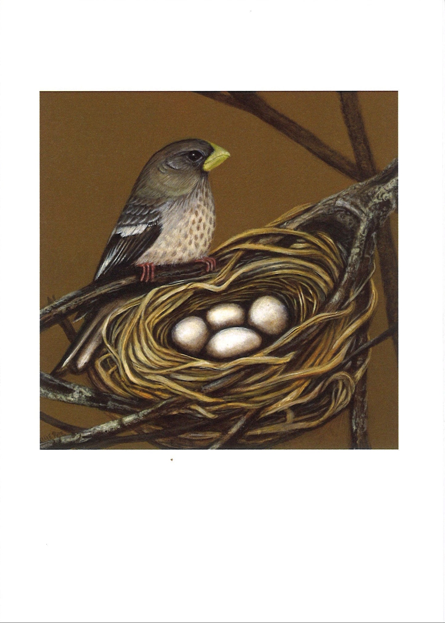 Evening Grossbeak Female Greeting Card