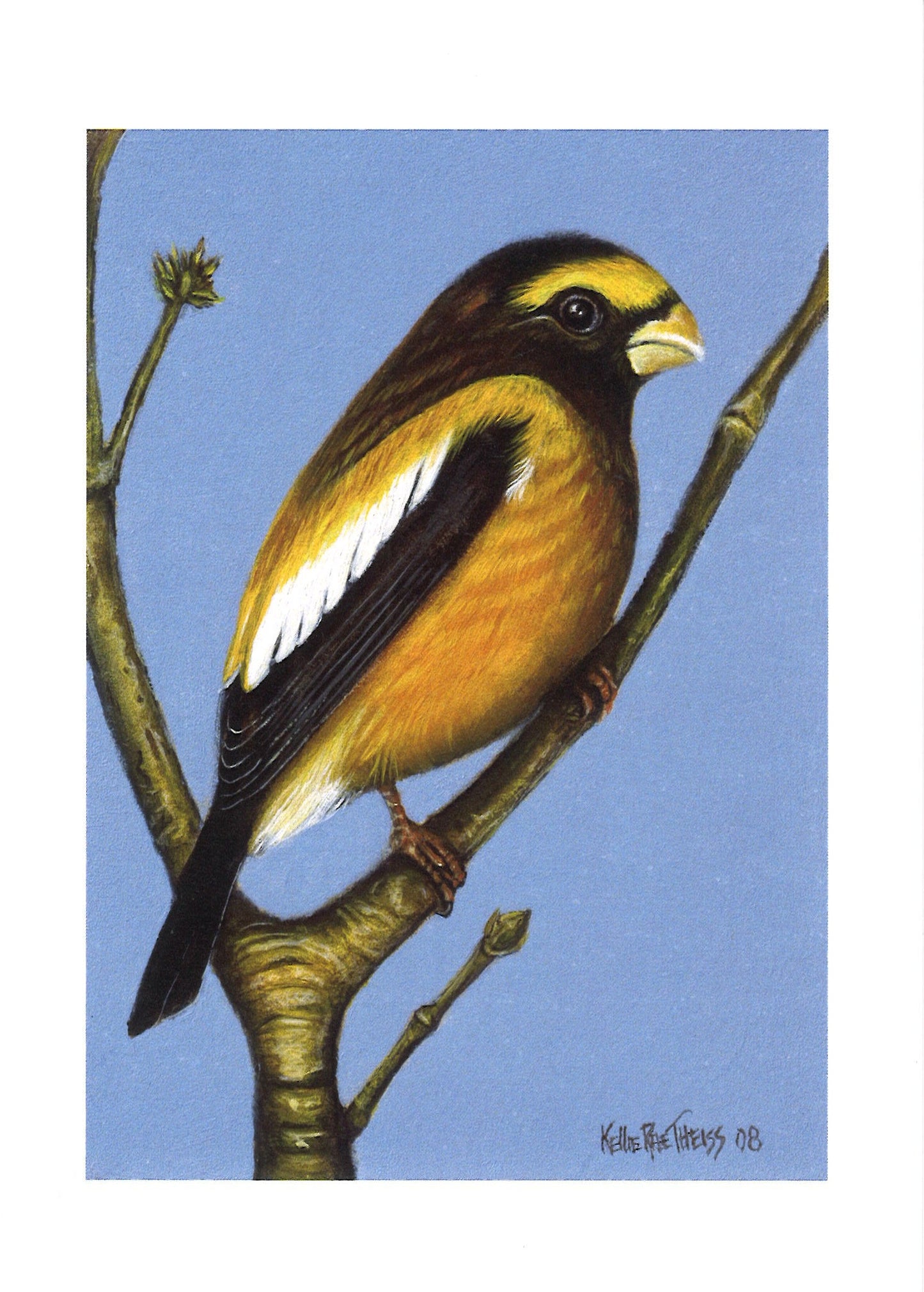 Evening Grossbeak Male Greeting Card