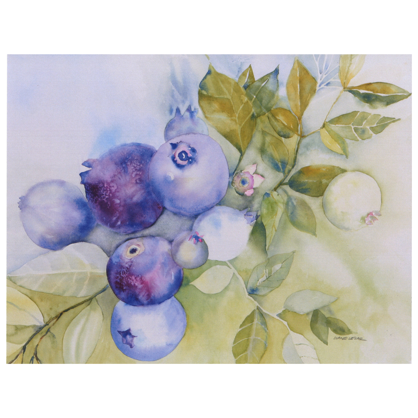 Blueberries Watercolor Print