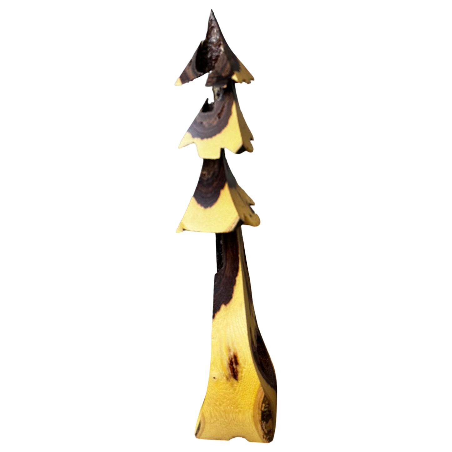 Caragana 7" Tree