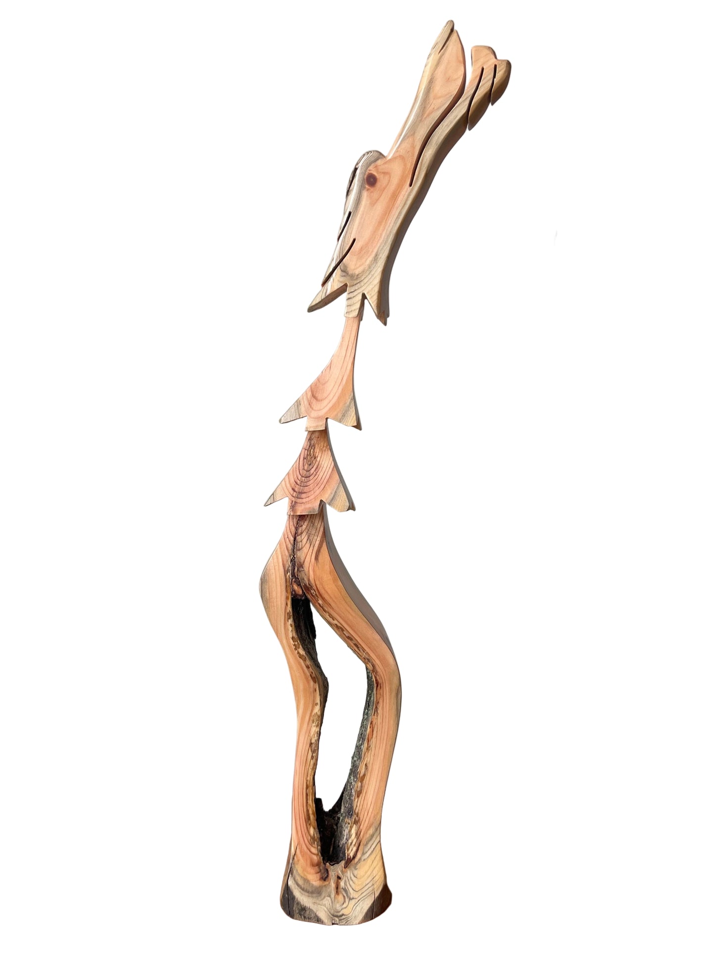 Jack Pine Dragon Tree 18.5"