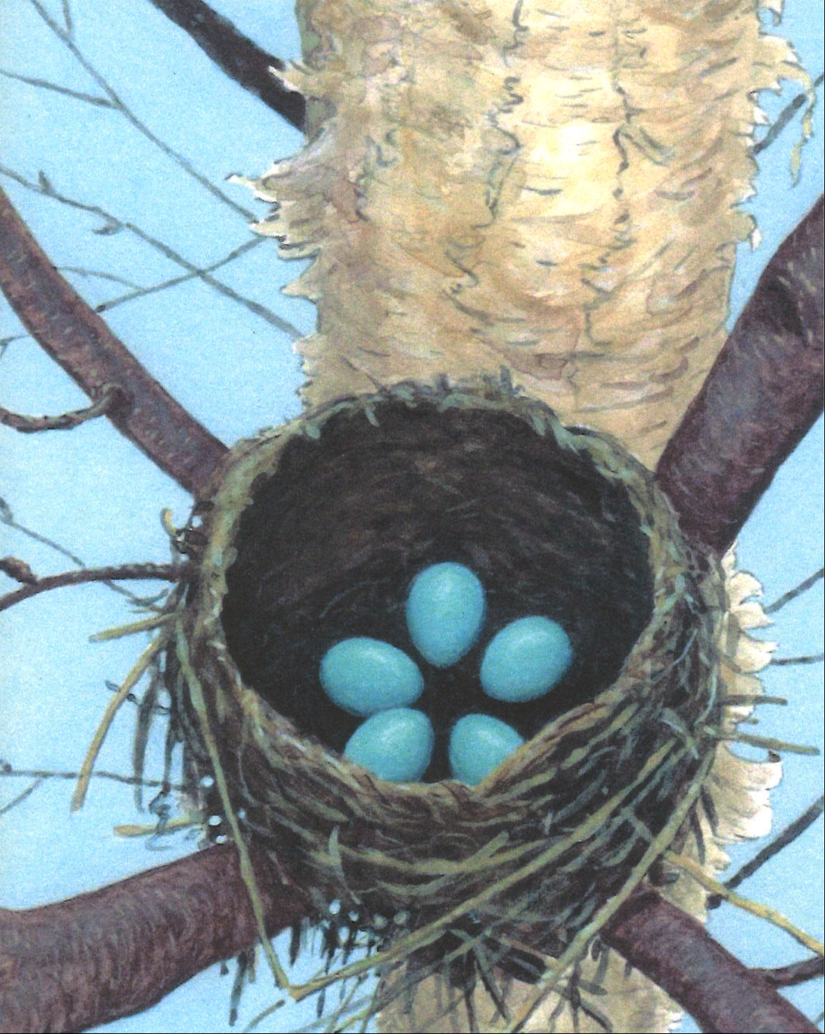 Robin's Nest Greeting Card
