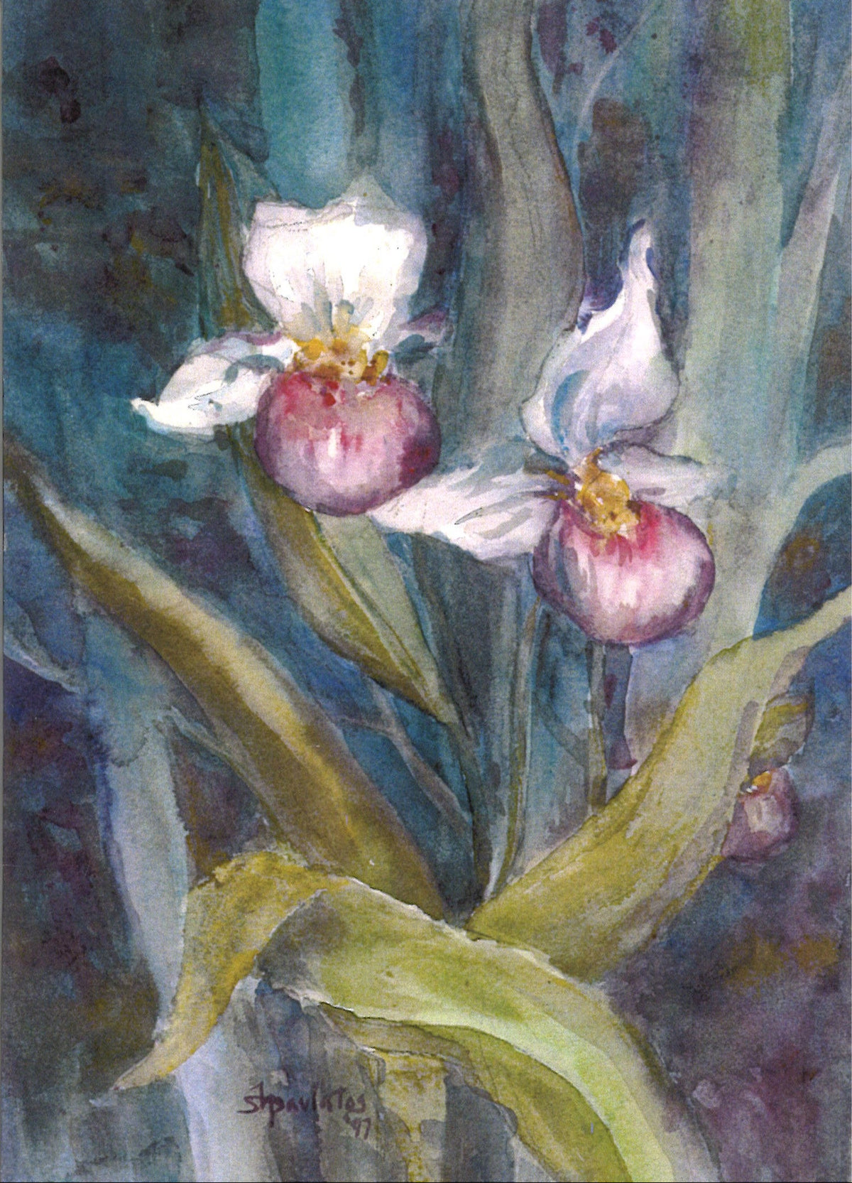 Showy Lady Slipper Greeting Card
