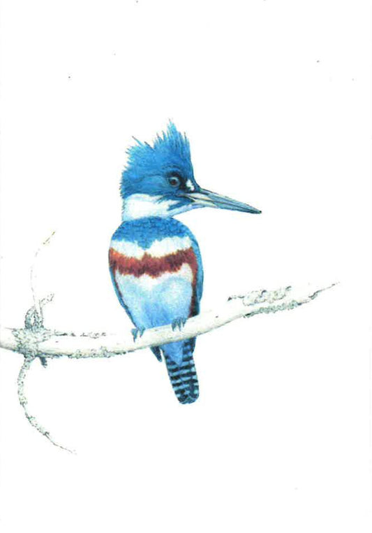 Kingfisher Greeting Card
