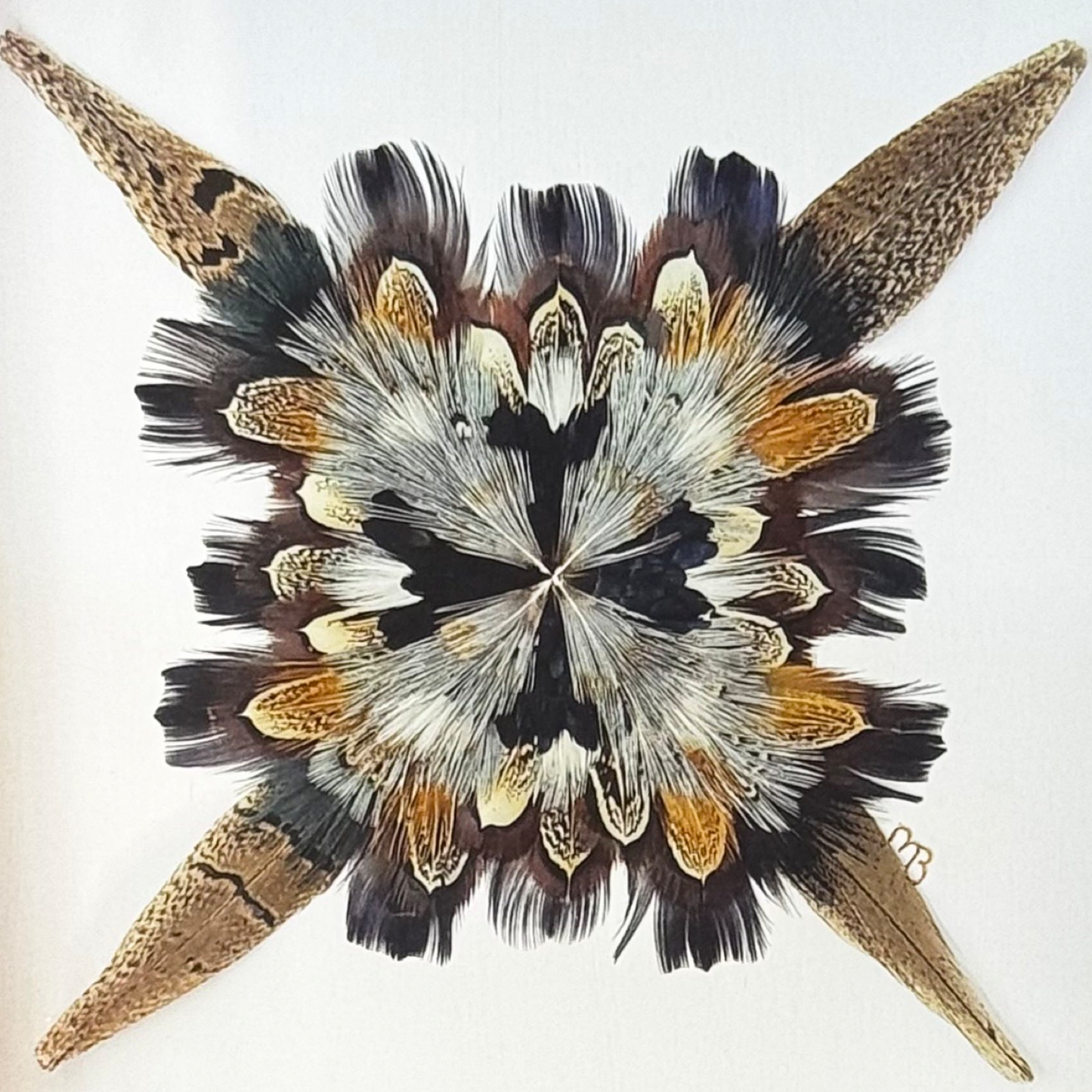DiPasquale Star Feather Star Art Print