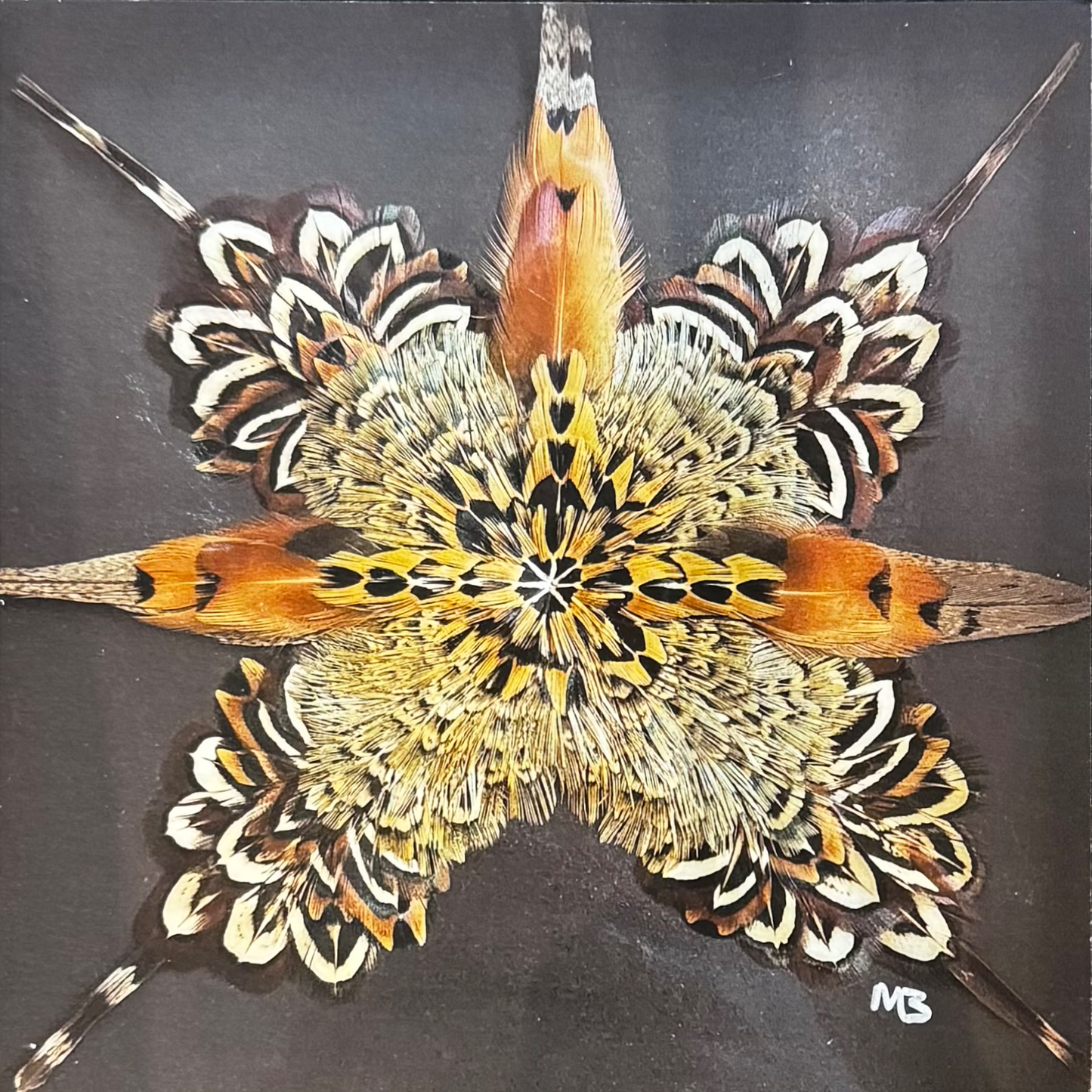 The Spruce Goose Feather Star Art Print