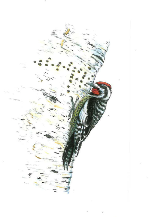 Red-headed Woodpecker Greeting Card