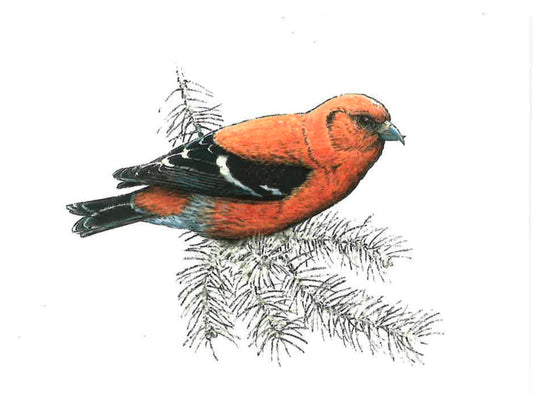 White-winged Crossbill Greeting Card