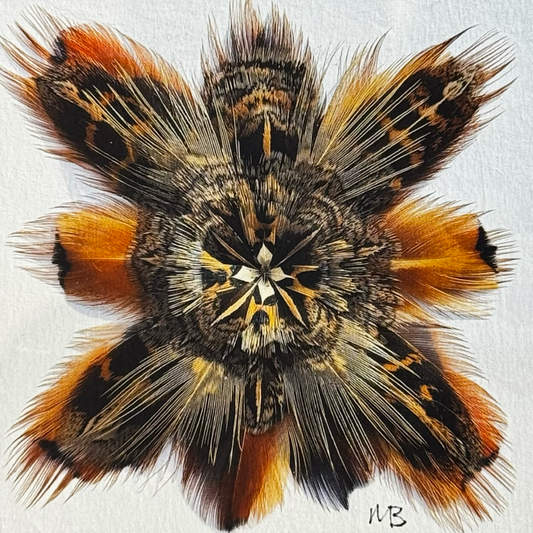 The Ruffed Crocus Feather Star Art Print