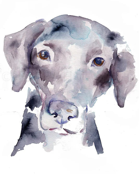 "Black Lab" Black Lab Giclée print: 8" x 10"
