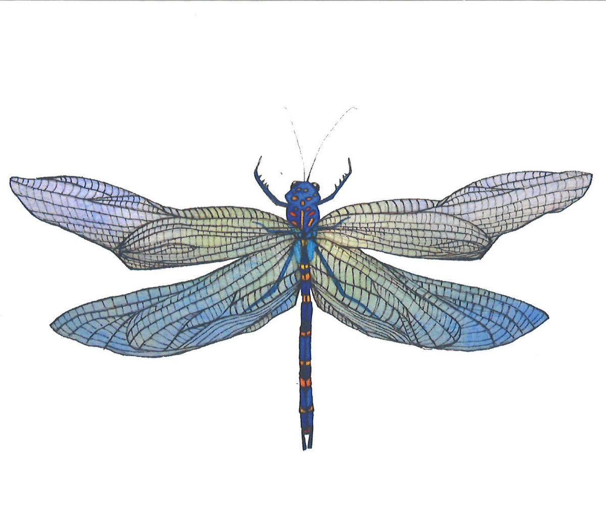 Dragonfly Greeting Card