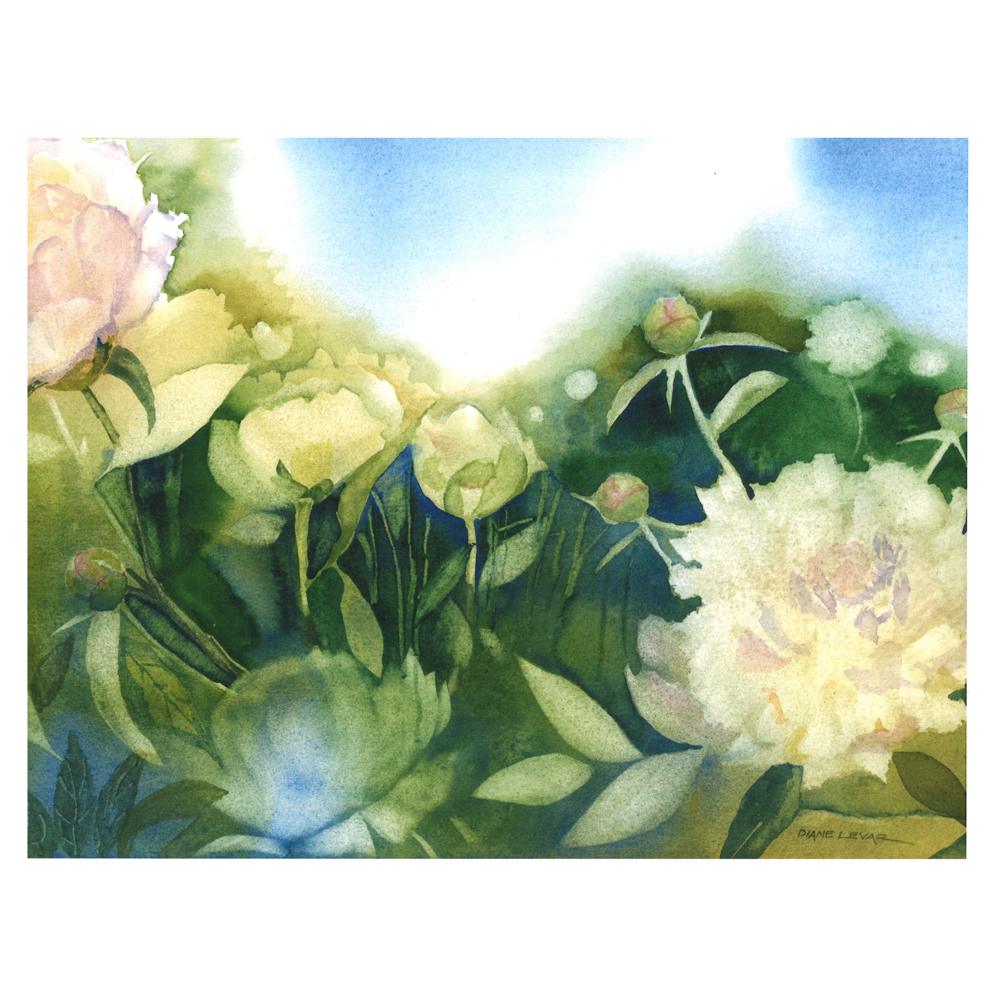 Peonies Watercolor Print