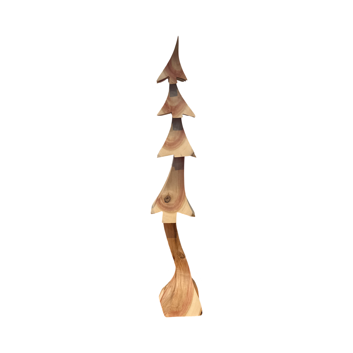 Boxelder 16" Tree