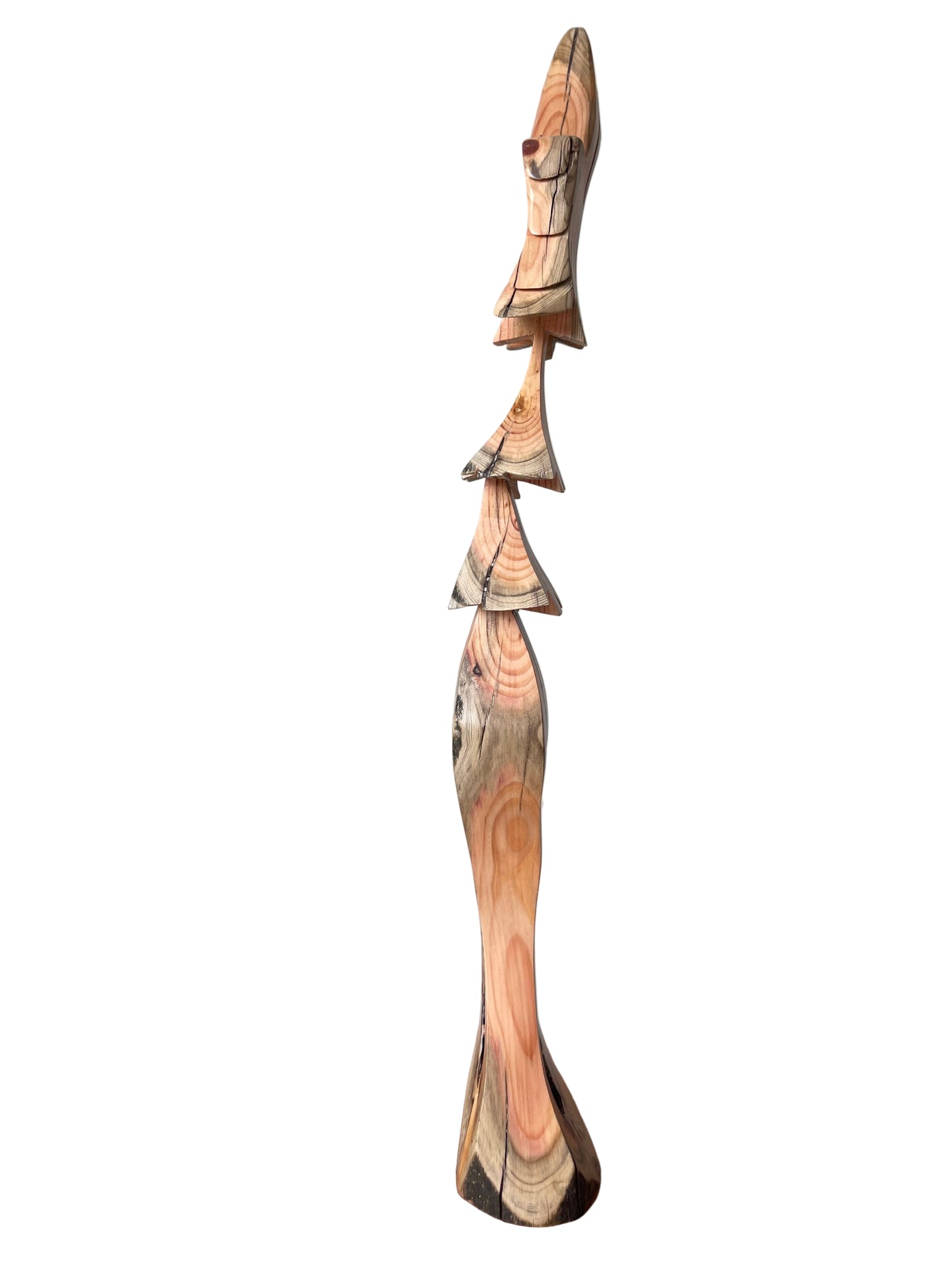 Jack Pine Dragon Tree 18.5"