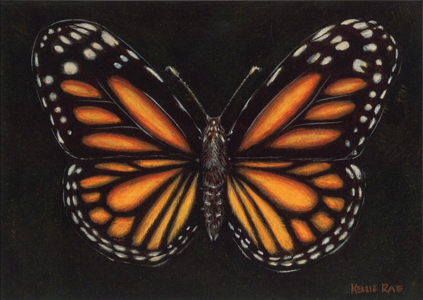 Monarch Butterfly Greeting Card