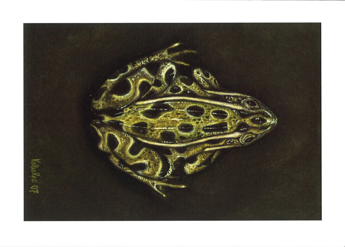 Kellie Rae Theiss For the Love of MN Postcard Set | Aquatic Collection