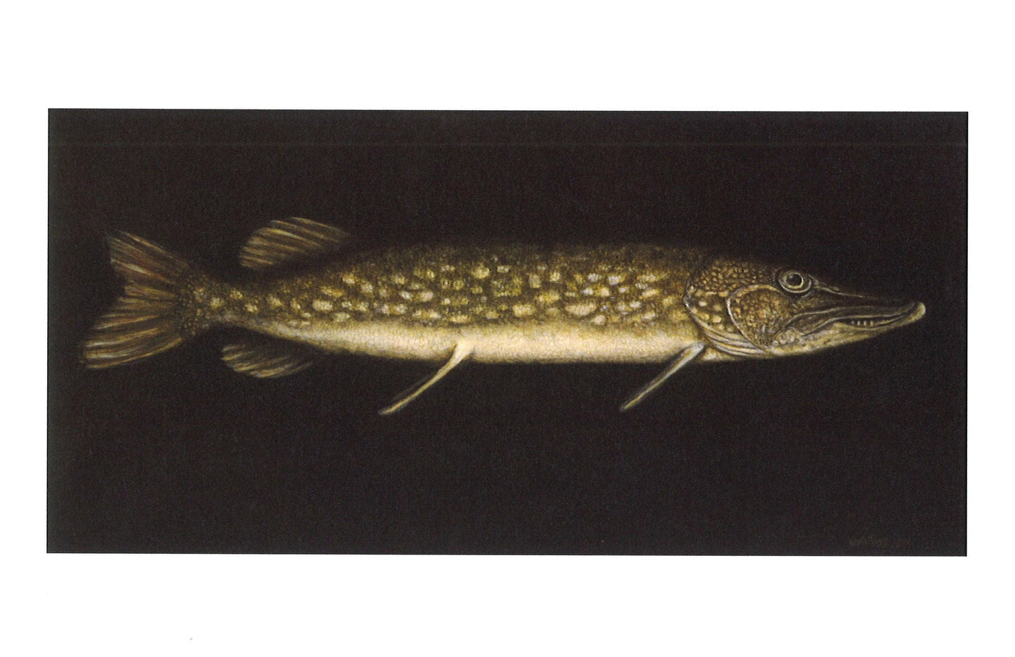 Northern Pike Greeting Card
