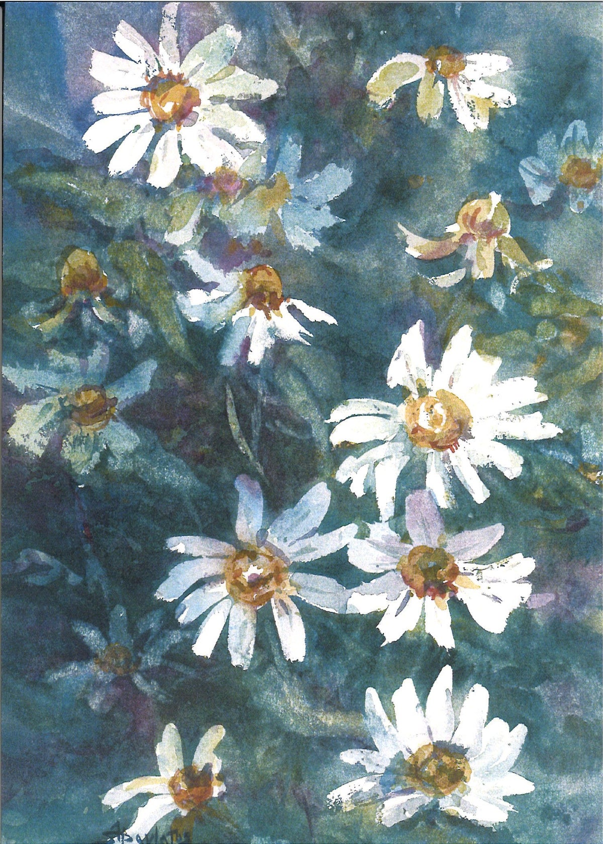 Ox Eye Daisy Greeting Card