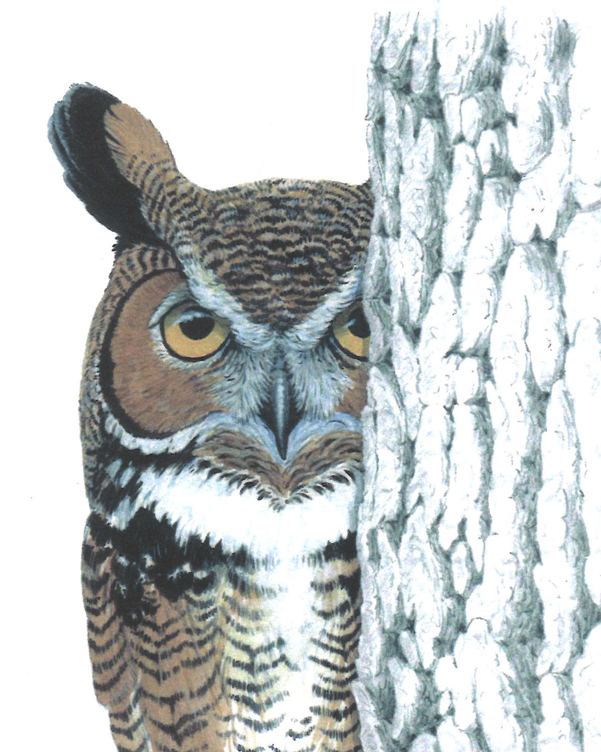 Peeking Owl Greeting Card