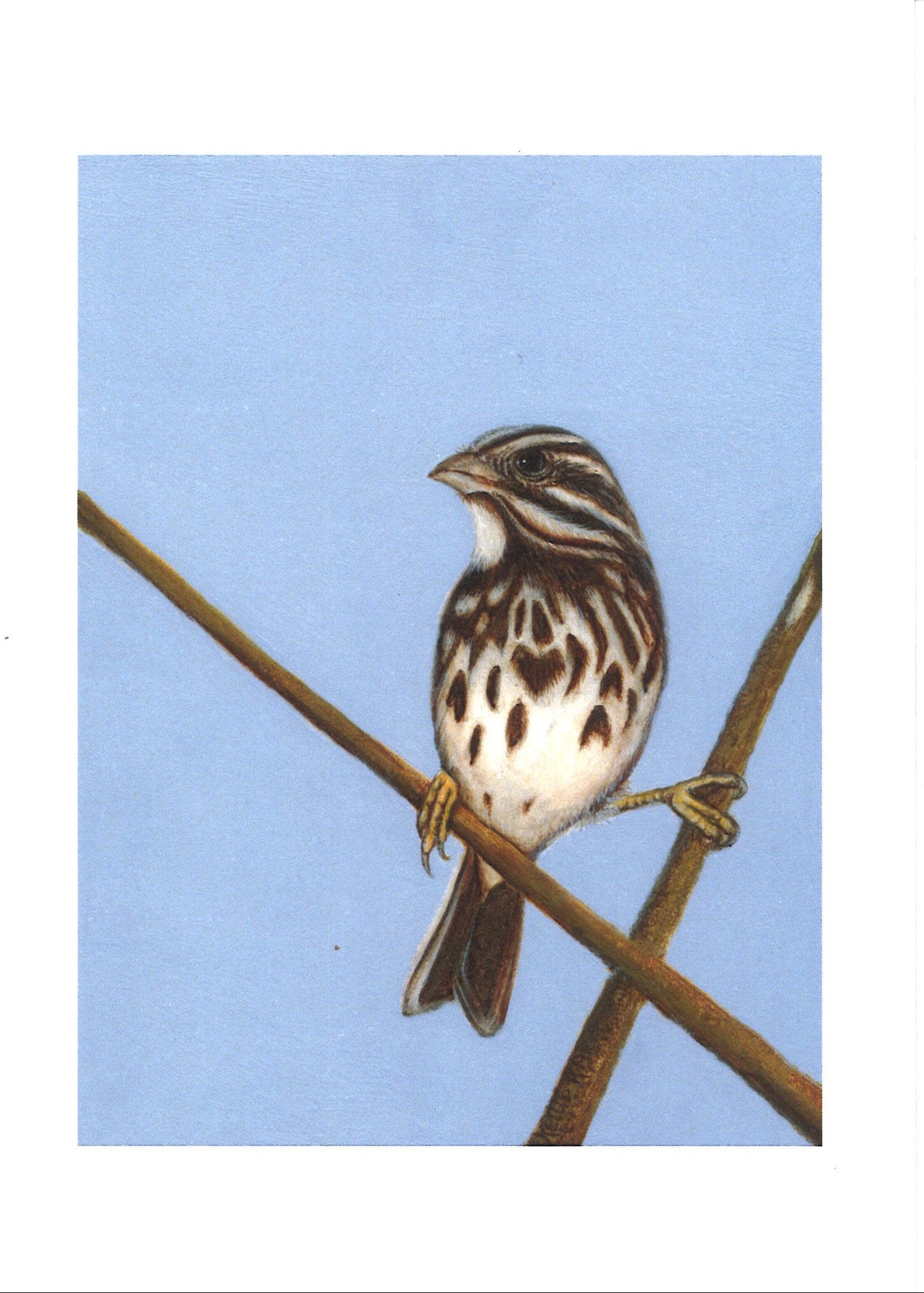 Kellie Rae Theiss For the Love of MN Postcard Set | Bird Collection