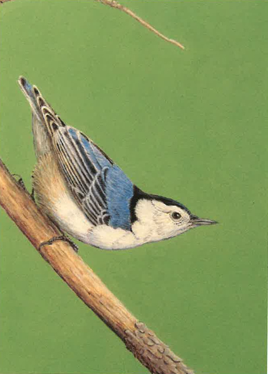 Nuthatch Greeting Card
