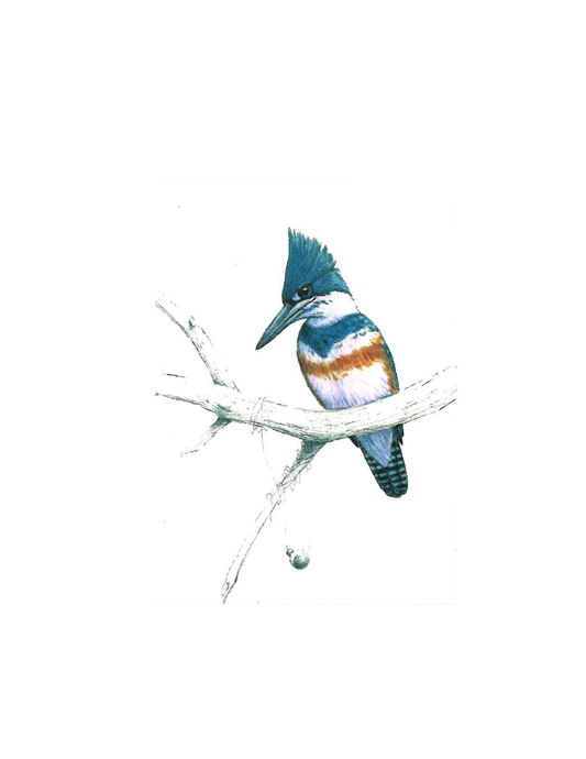 Kingfisher with Bobber Greeting Card