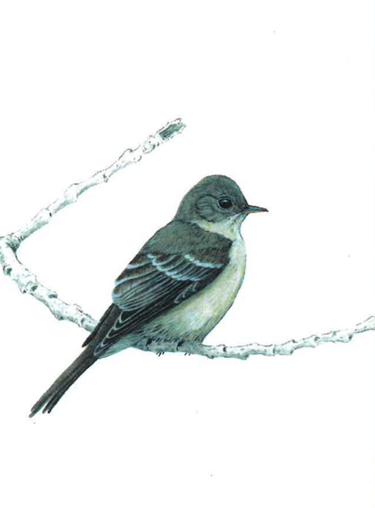 Wood Peewee Greeting Card